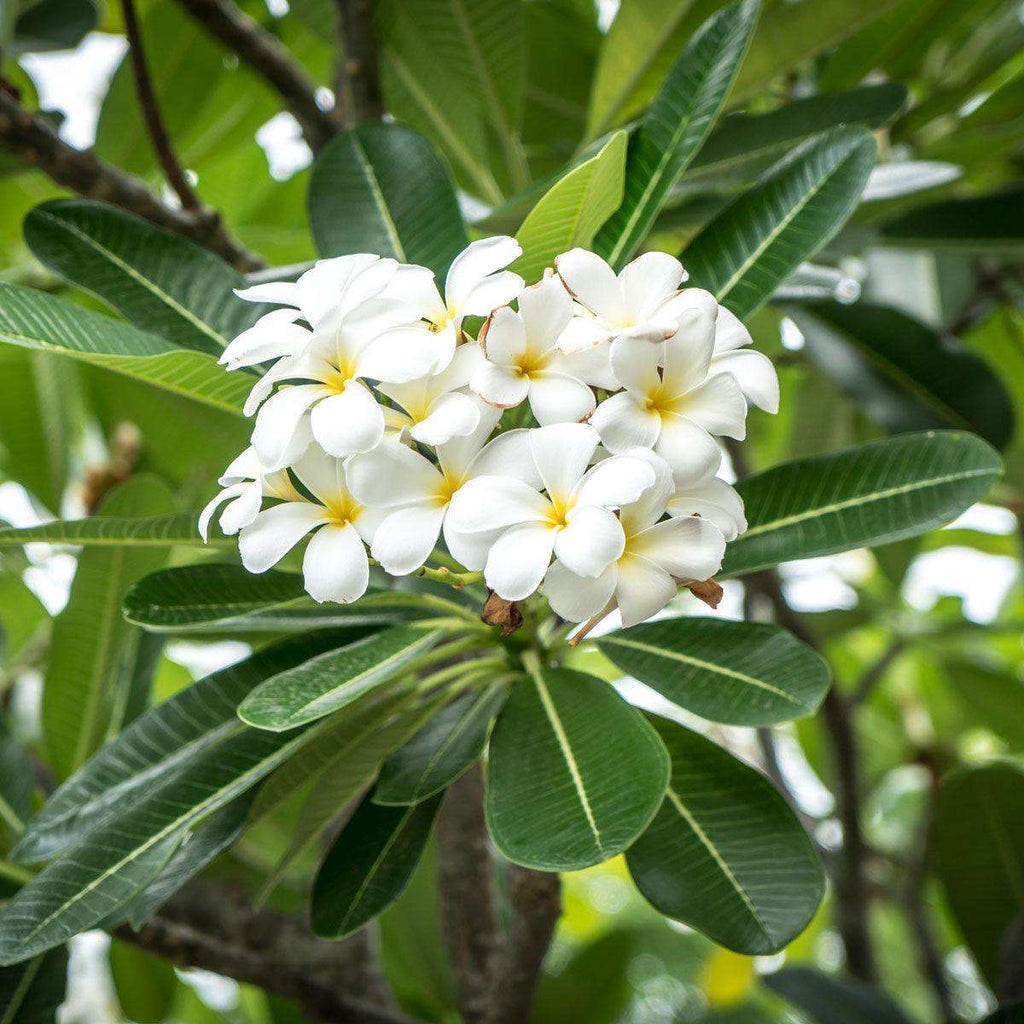 Parfum Frangipani (Plumeria) - shoplumanari.ro