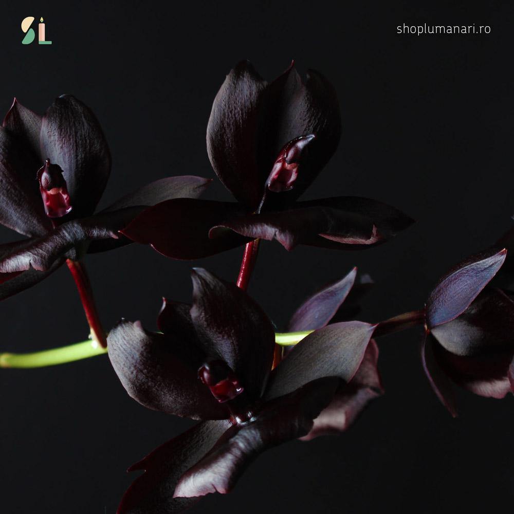 Parfum Black Orchid - shoplumanari.ro