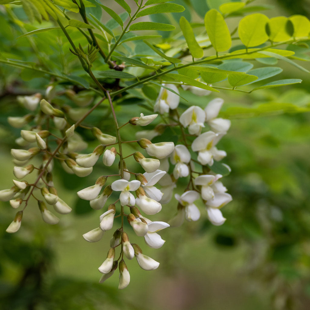 Ulei parfumat pentru lumanari Acacia (salcâm)