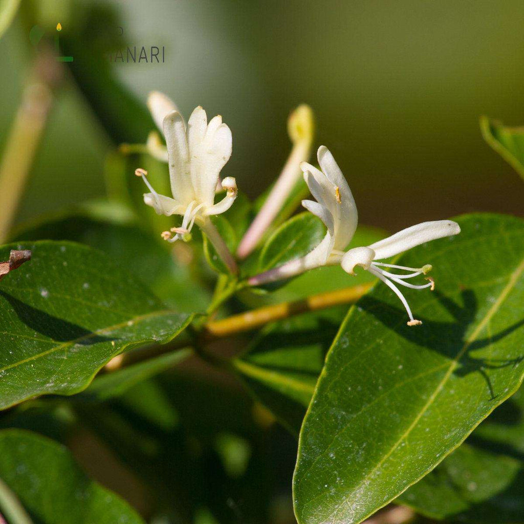 Parfum Honeysuckle Jasmine (caprifoi) - shoplumanari.ro