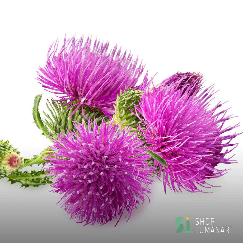 Parfum Brusture (Burdock) - shoplumanari.ro