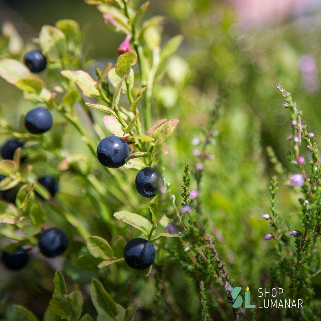 Parfum Forest Berries - shoplumanari.ro