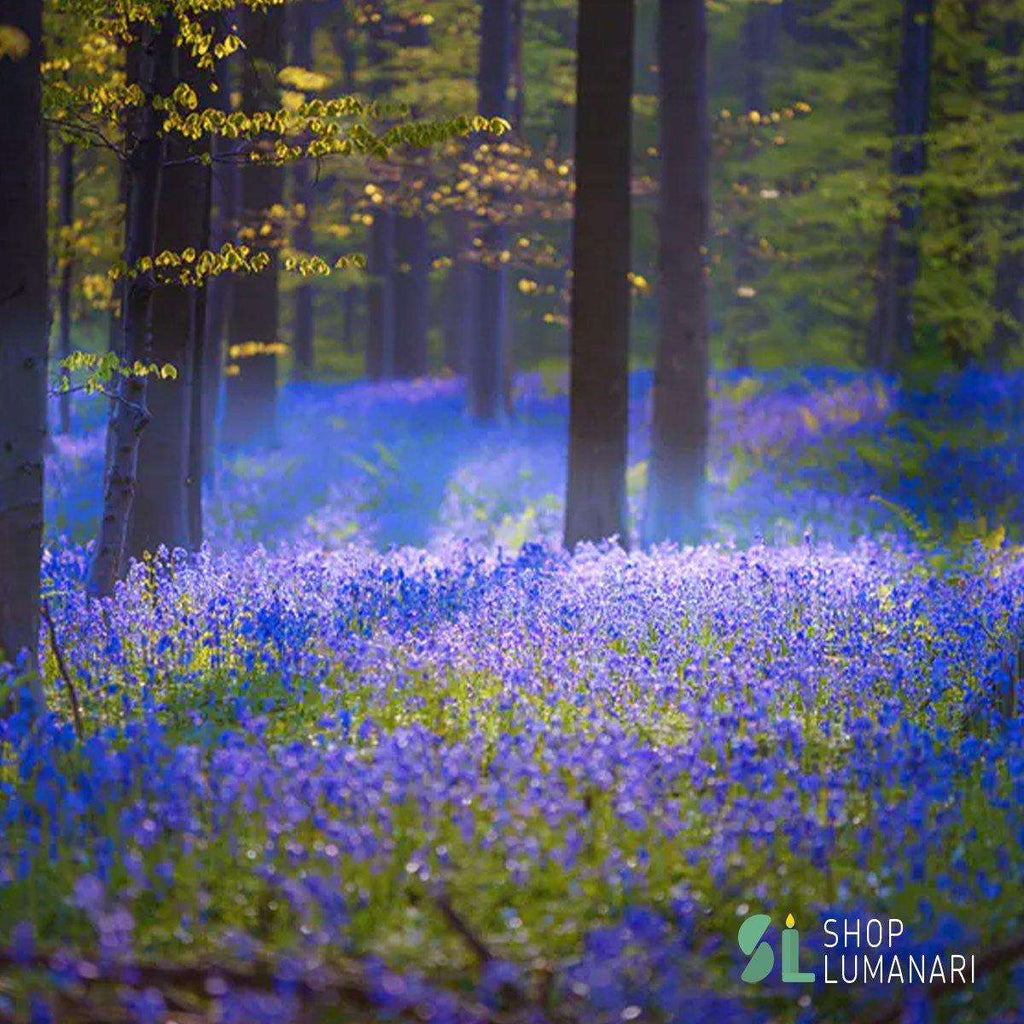 Parfum Forest Flowers - shoplumanari.ro