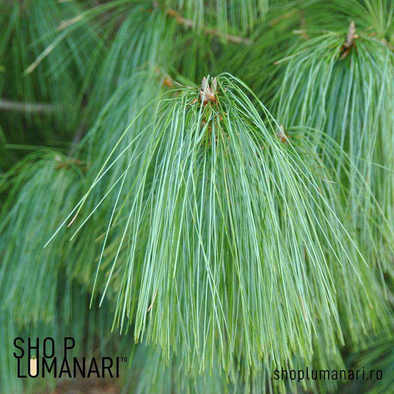 Parfum Mountain Pine - shoplumanari.ro